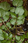 Watercress